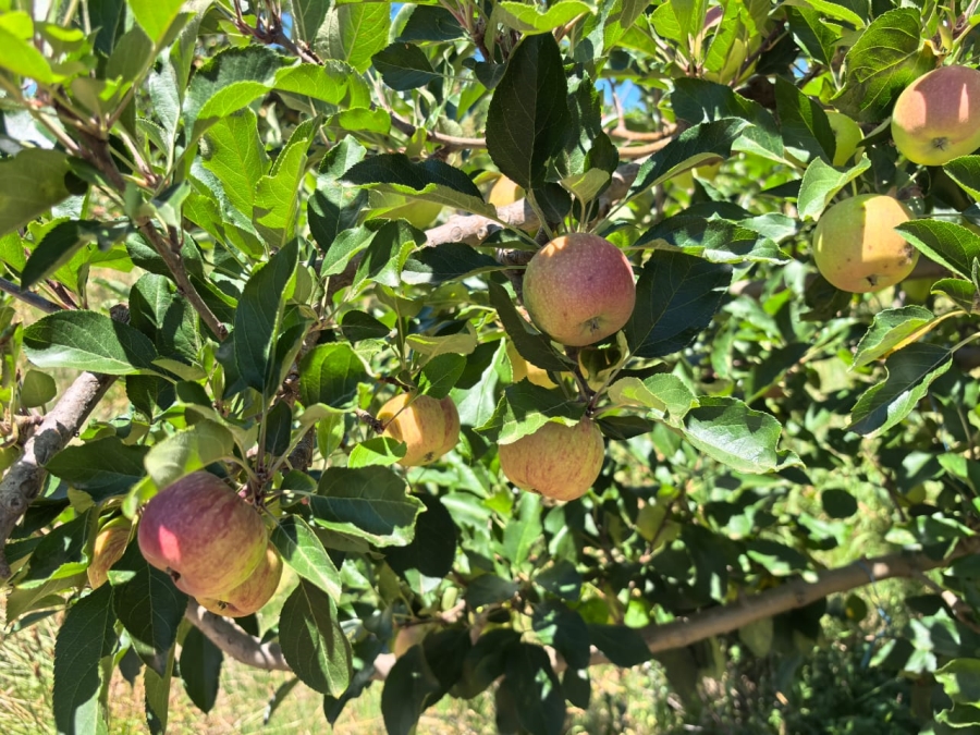 5 Bedroom Property for Sale in Uniondale Western Cape